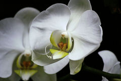 Immagine profilo di flor-a